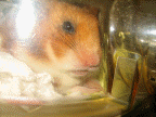 Animation of my hamster Lucy (3.0) having a nibble.