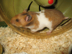 My hamster Lucy 3.0, runnin' in her treadmill