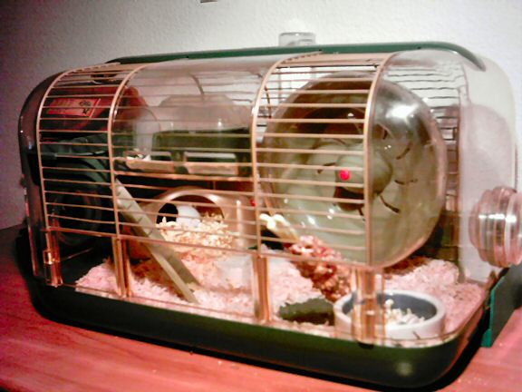 Picture of the first setup of the cage