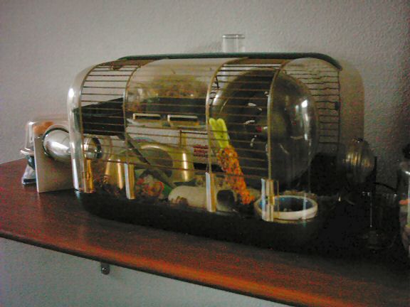 Picture of new cage layout.