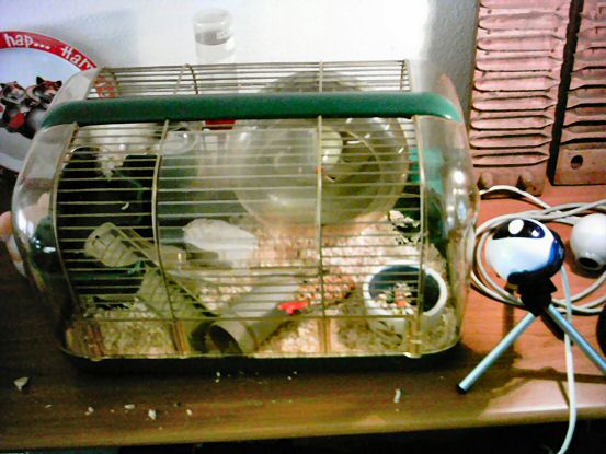 Picture of the first setup of the cage