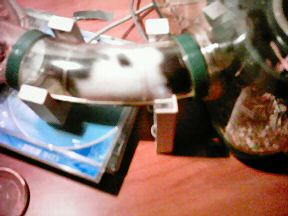 Picture of gate 1 the 2nd setup of the cage