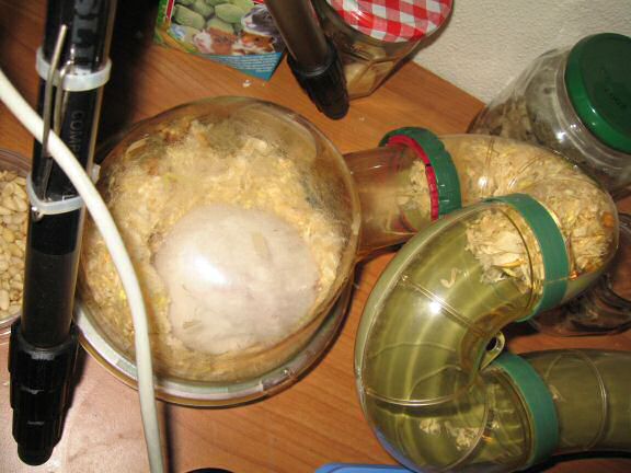 Picture of some bedding removed from my hamster Lucy bedroom, by Lucy.