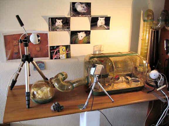 Picture of the mess around Lucy's cage, all cleared up!