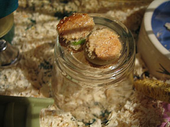 Serving Lucy 'Easy Cheese/Apple rolls'.