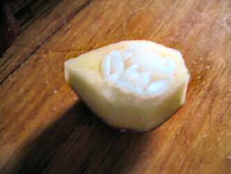 Making Apple-sushi for my hamster Lucy.