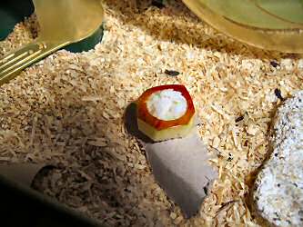 Making Apple-sushi for my hamster Lucy.