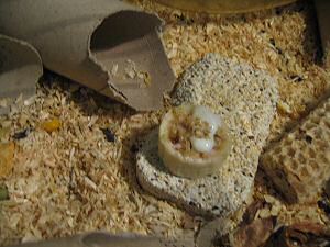 Banasplit/cake for my hamster Lucy.