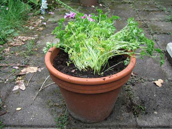 The parsley plant for my hamster Lucy.
