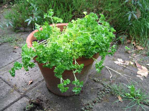 The parsley plant for my hamster Lucy.