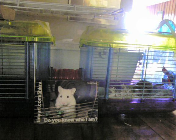 Lucy promotion by Dup in Costa Rica