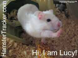 Download the Extreme HamsterTrackin' card