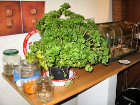 Picture of the parsley I got for Lucy.