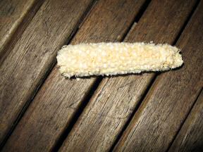 Picture of Corn, After I gave it to Lucy.