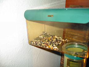 Picture of Corn, where Lucy put it.