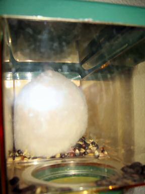 Picture Lucy getting her daily dose of corn.