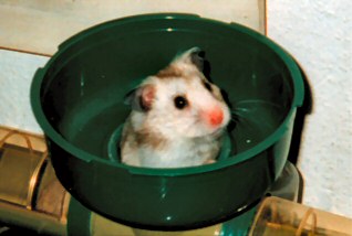 My second hamster, Julie.