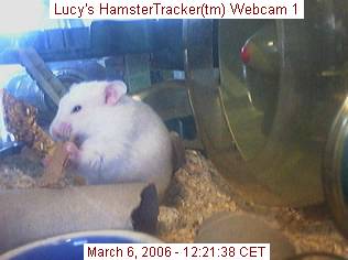 Lucy caught on webcam, by Lee.