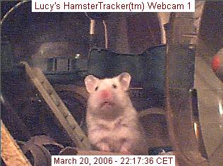Lucy caught on webcam, by Lee.