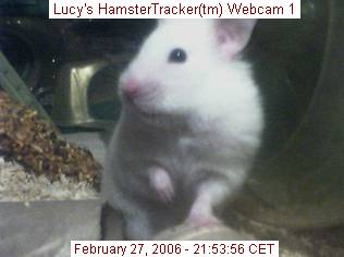 Lucy caught on webcam, by Lee.