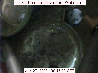 Webcam shot of my hamster Lucy, sleeping in her hallway.