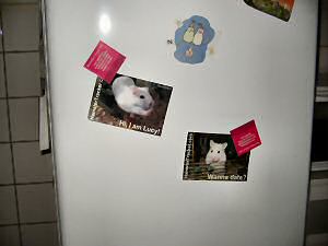 Picture of Extreme HamsterTrackin' at Silvia's home