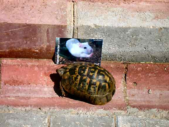 Lucy promotion in Kas - Turkey