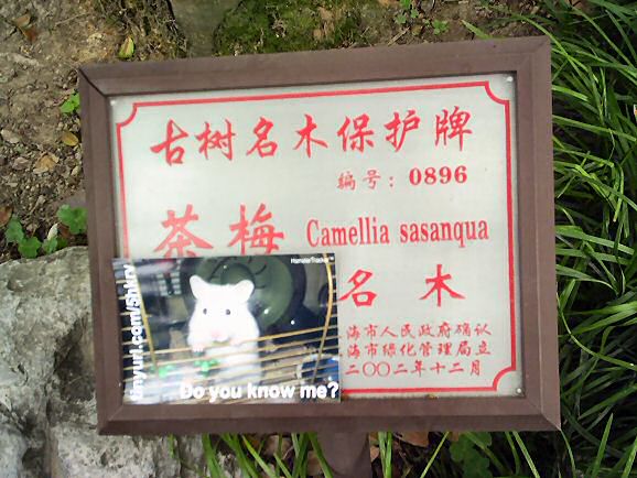 Lucy promotion in Shanghai - China.