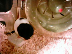 Picture of my hamster Lucy