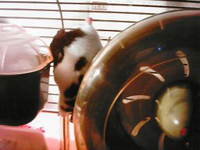 Picture of my hamster Lucy