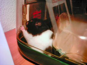 Picture of my hamster Lucy