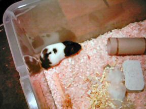 Picture of my hamster Lucy