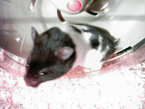 Picture of my hamster Lucy