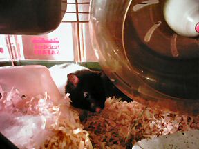 Picture of my hamster Lucy