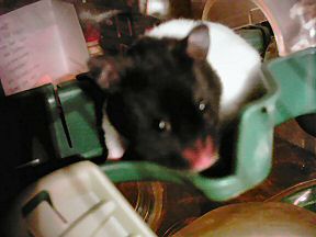 Picture of my hamster Lucy