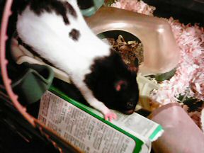 Picture of my hamster Lucy