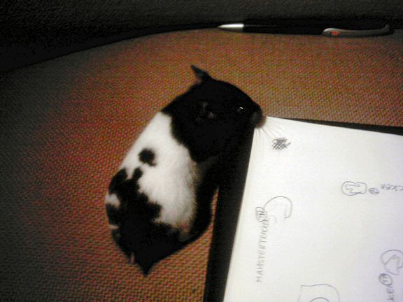 Lucy is checking out Hamstertracker(tm) designs.