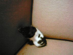 Lucy is exploring my couch!