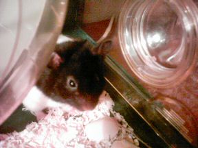 Picture of my hamster Lucy