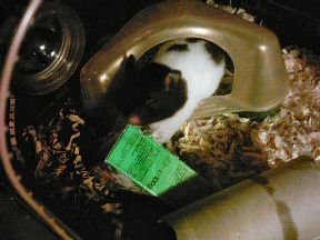 Picture of my hamster Lucy