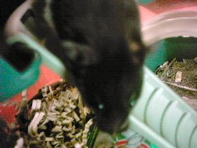 Picture of my hamster Lucy