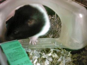 Picture of my hamster Lucy