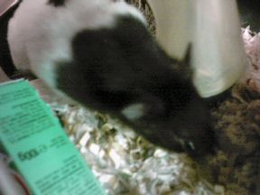 Picture of my hamster Lucy