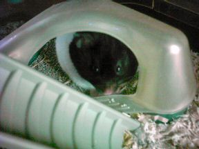 Picture of my hamster Lucy