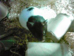 Picture of my hamster Lucy