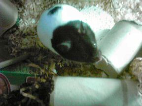 Picture of my hamster Lucy