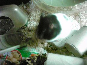 Picture of my hamster Lucy