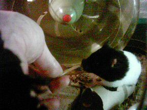 Picture of my hamster Lucy