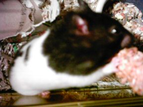 Picture of my hamster Lucy