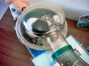 Picture of my hamster Lucy